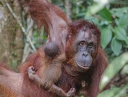 Keadaan Orangutan di Indonesia: Hampir Punah