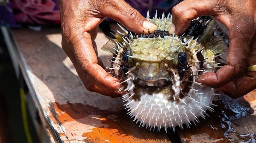 Konsumsi Ikan Buntal