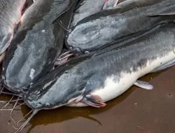 Teknik Memasak Ikan Lele yang Tepat