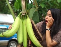 Negara dengan Ukuran Penis Terbesar di Dunia