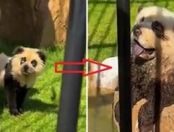 Heboh! Kebun Binatang China Diduga Tipu Pengunjung dengan Anjing Dicat Jadi Panda