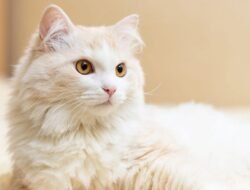Kucing Anggora: Kecantikan, Karakter, dan Cara Merawatnya